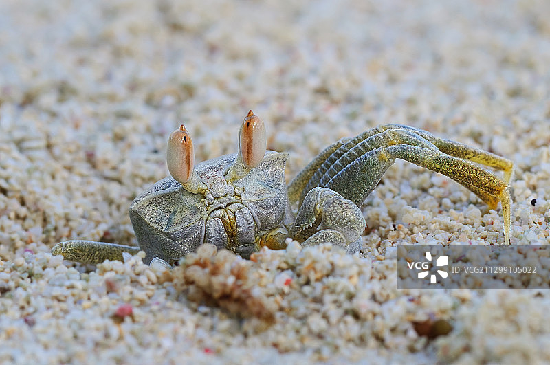 海滩沙滩上的螃蟹特写，塞舌尔群岛图片素材