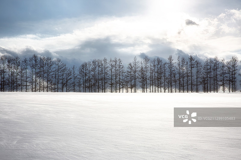 日本旭川，白雪覆盖的土地上对着天空的树木图片素材