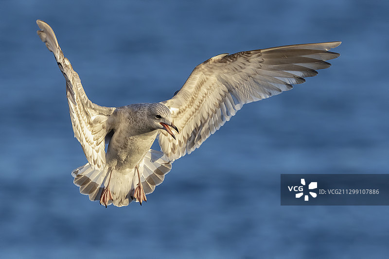 飞越芬兰科特卡海面的海鸥特写图片素材