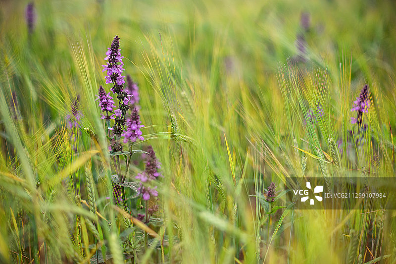 俄罗斯亚古诺沃田野上紫色开花植物的特写图片素材