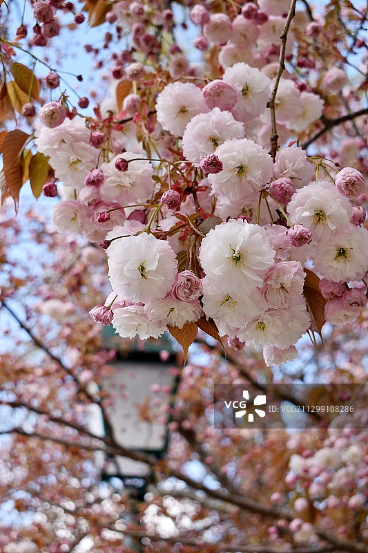仰视角度拍摄的法国沙图的春季樱花图片素材