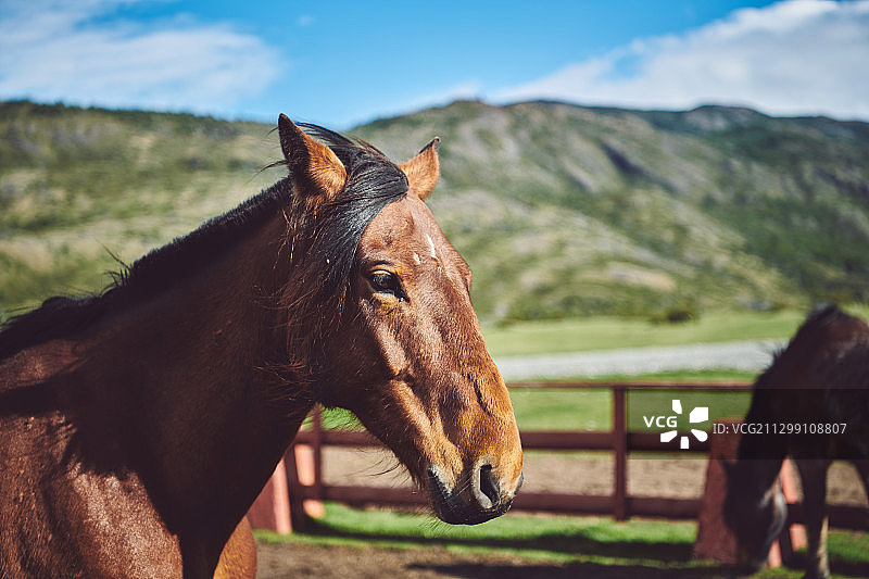 智利科克伦，以天空为背景的马匹站立特写图片素材