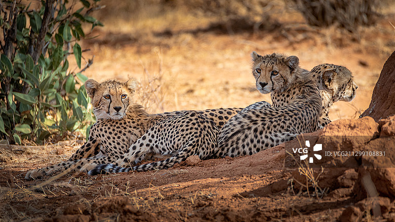 猎豹坐在田野上的家庭照，肯尼亚，伊西奥洛图片素材