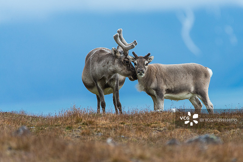 两只野生动物的角图片素材