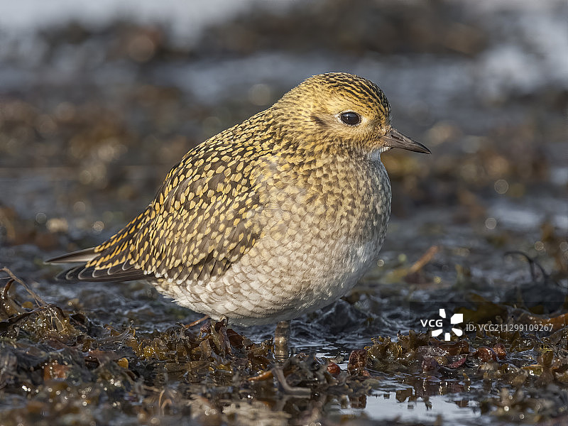 特写：栖息于芬兰科特卡沙滩上的鸟图片素材
