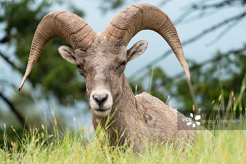 陆地上带角哺乳动物的肖像图片素材