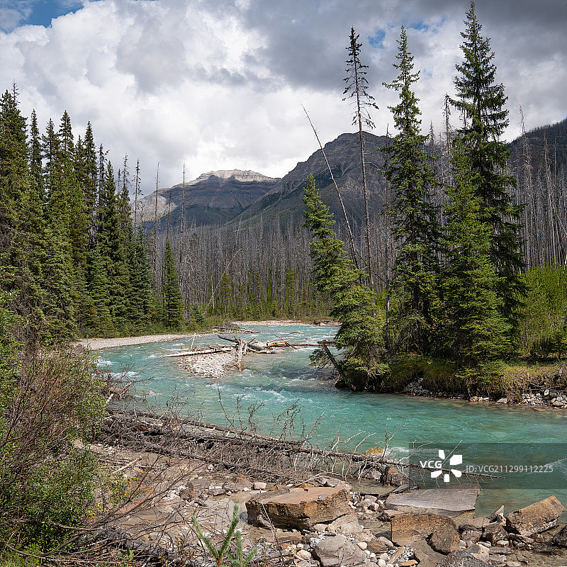 加拿大卡尔加里河畔树木的风景图片素材
