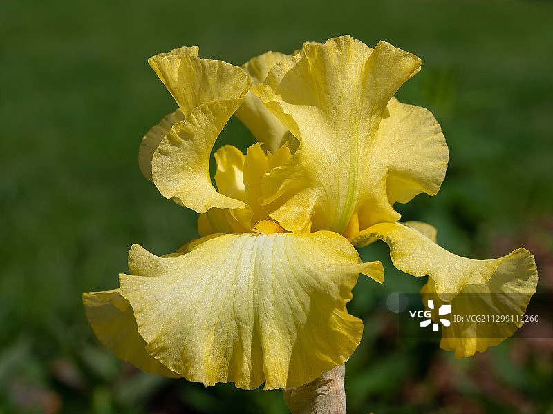 黄色植物特写，德国奥登塔尔图片素材