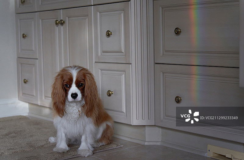 可爱的年轻查理士王小猎犬坐在走廊里图片素材