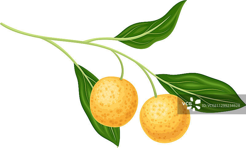 悬挂着的圆形龙眼图片素材