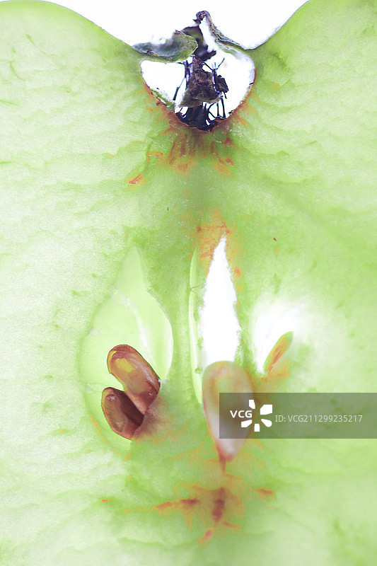 绿色苹果切片逆光抽象构图图片素材