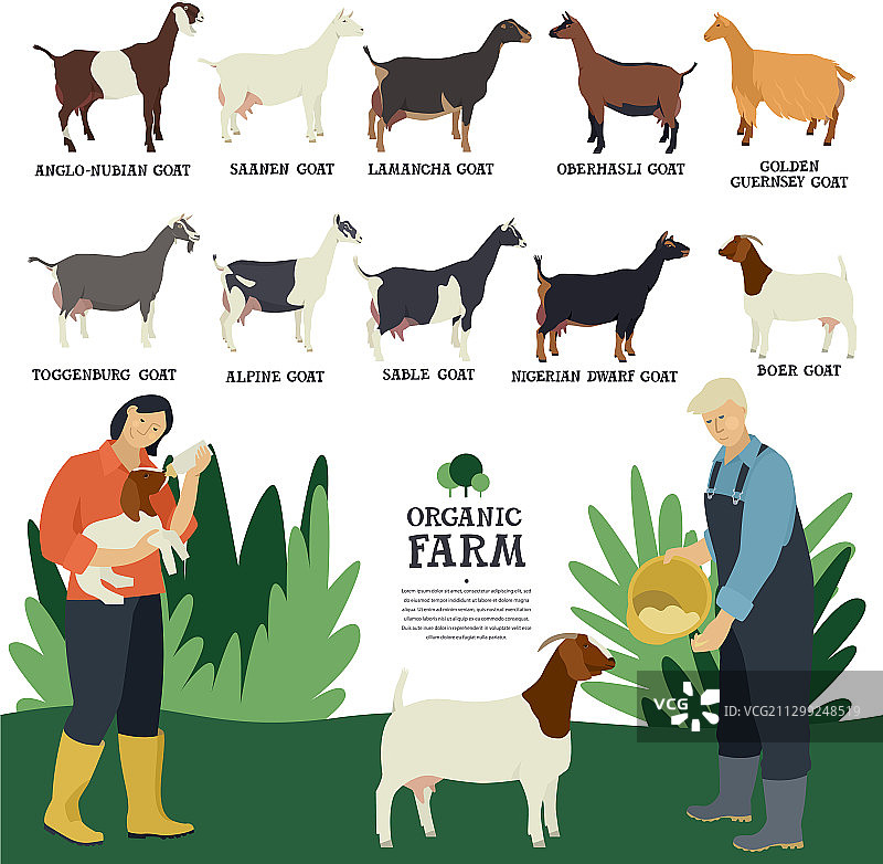 十种家山羊扁平风格图片素材