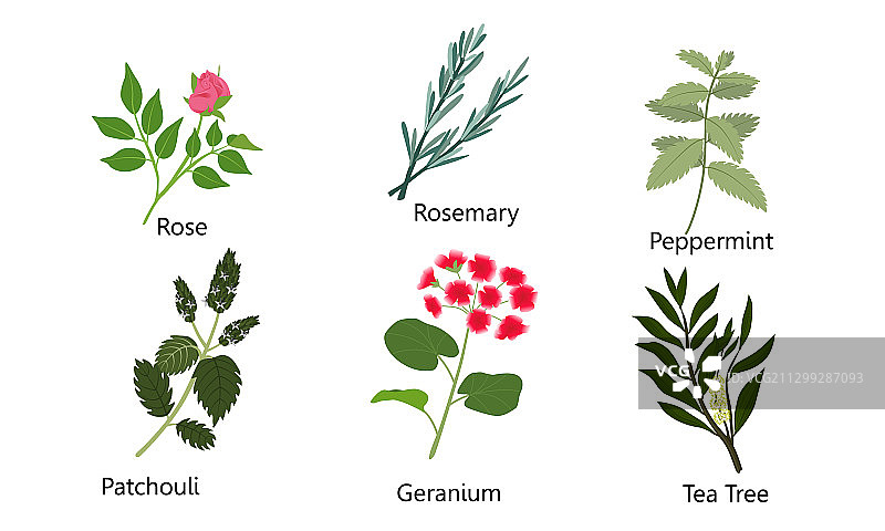 各种天然草本花卉玫瑰图片素材