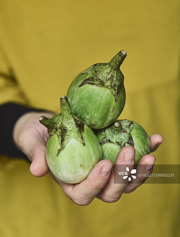 绿色泰国茄子图片素材