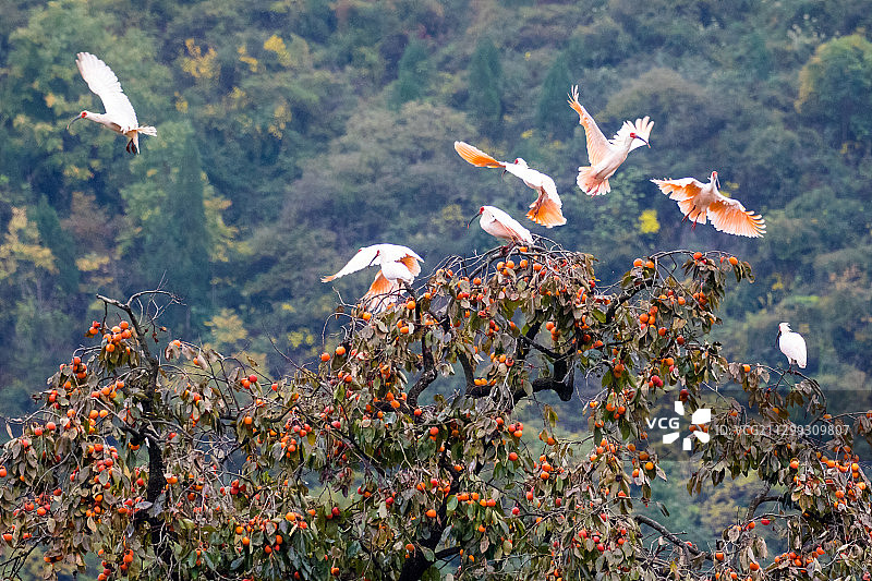 鹮柿飞舞图片素材