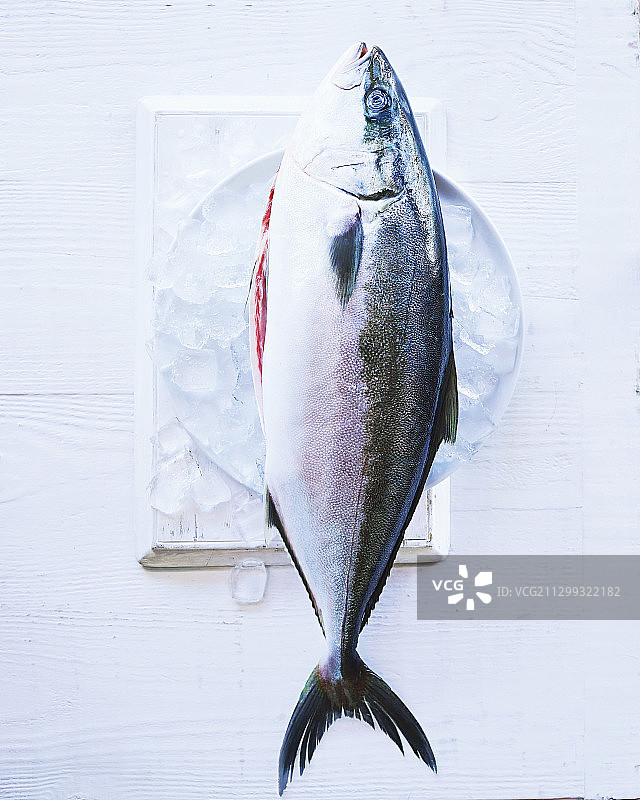 冰上的整条金枪鱼图片素材