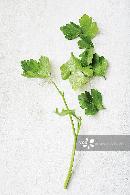 欧芹图片素材