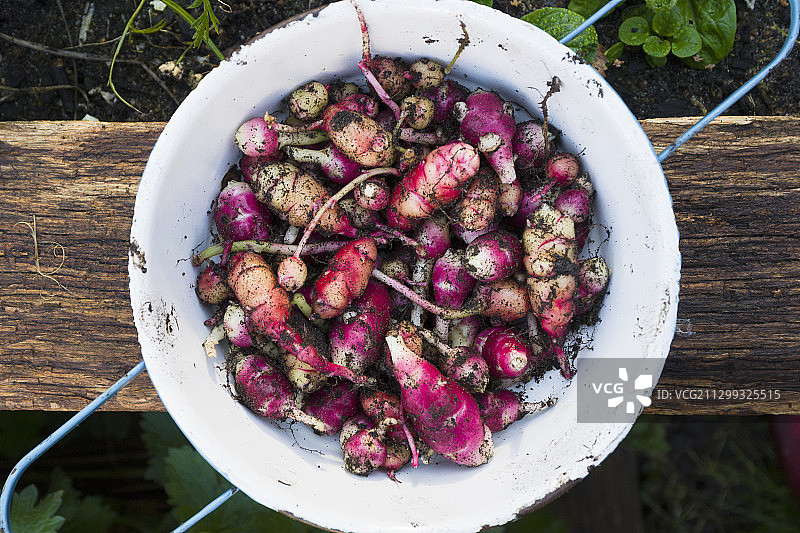 新鲜采摘的醋栗图片素材