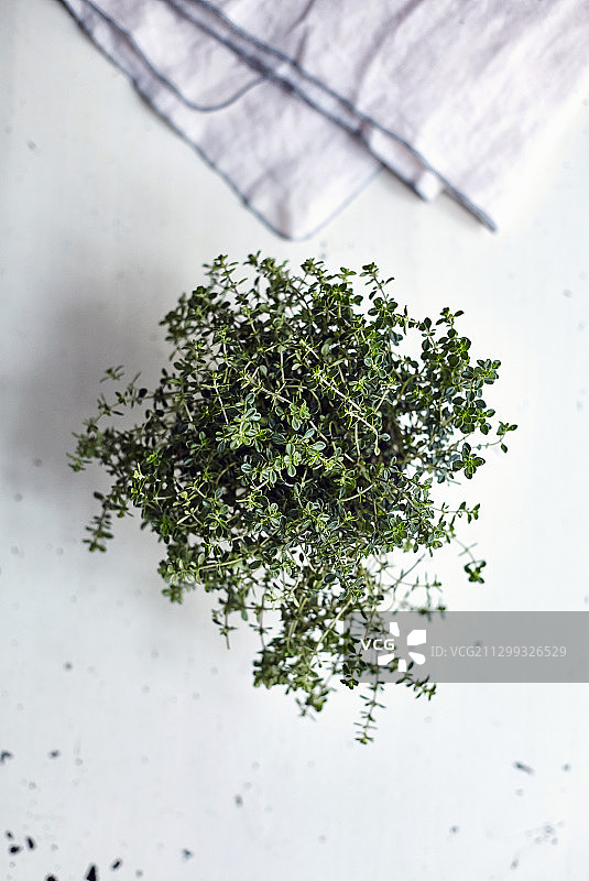 一束百里香图片素材