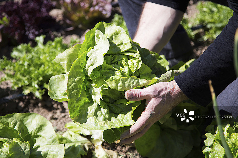 新鲜采摘的生菜图片素材