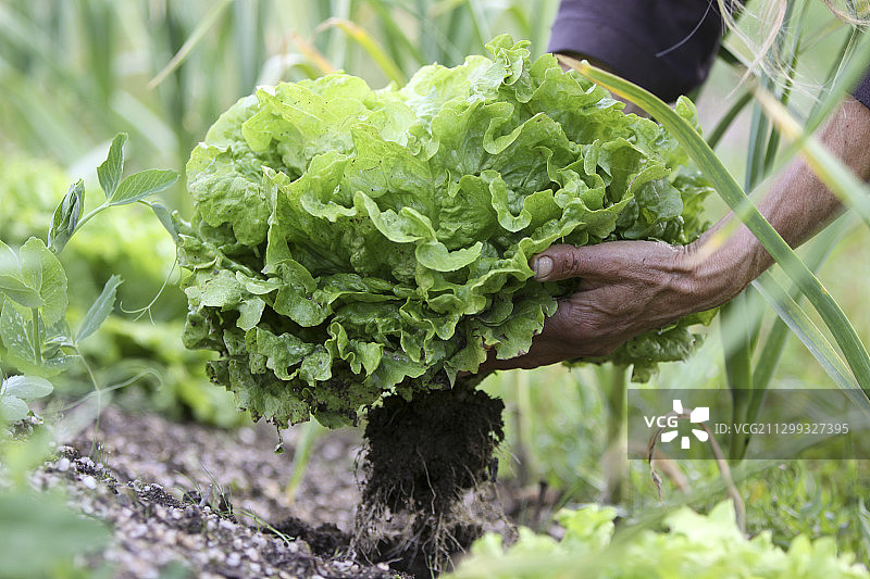 带根生菜从花园中采摘图片素材