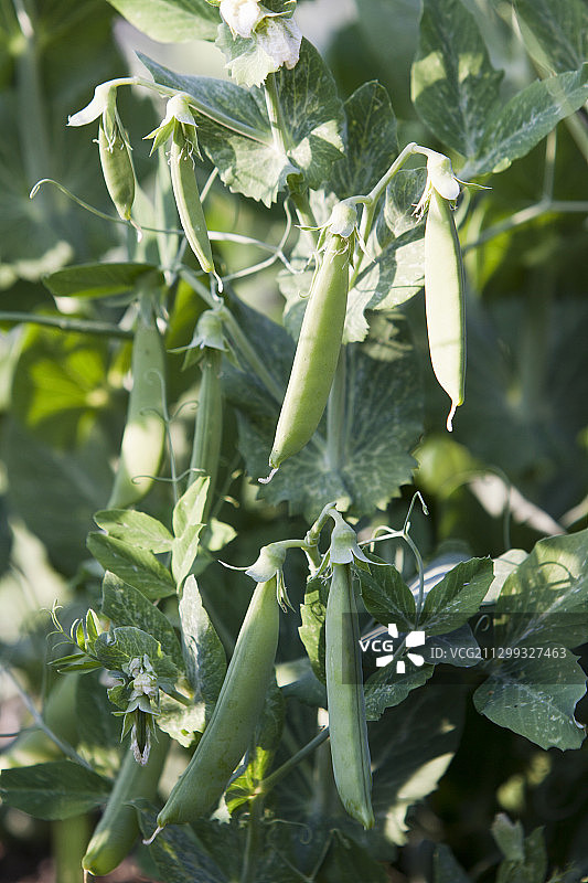 自家种植豌豆, Dulce de Provenza品种图片素材
