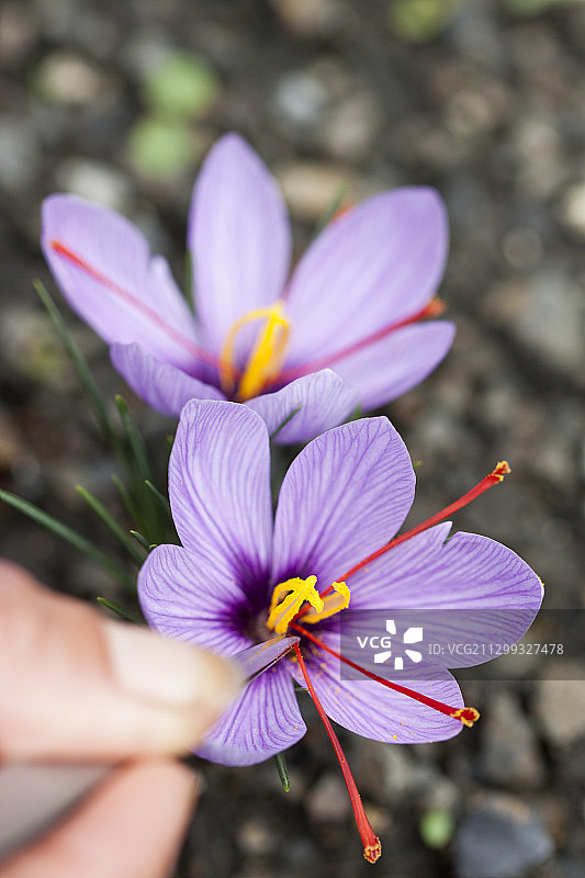 手摘藏红花图片素材