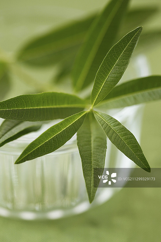 柠檬马鞭草叶子特写图片素材