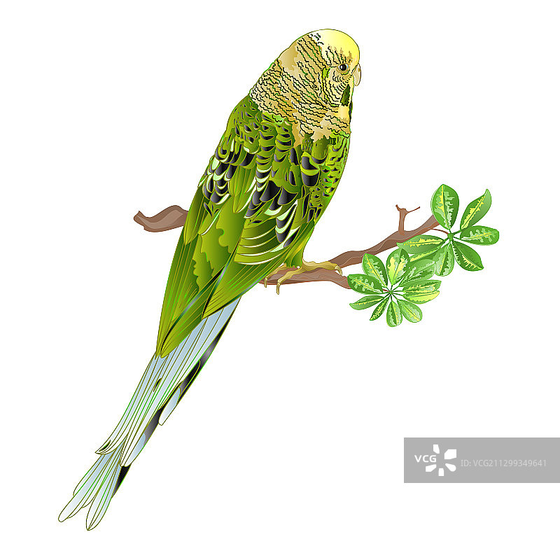 绿色的宠物鹦鹉图片素材