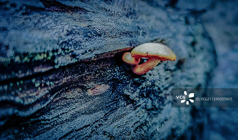 野菌生长图片素材