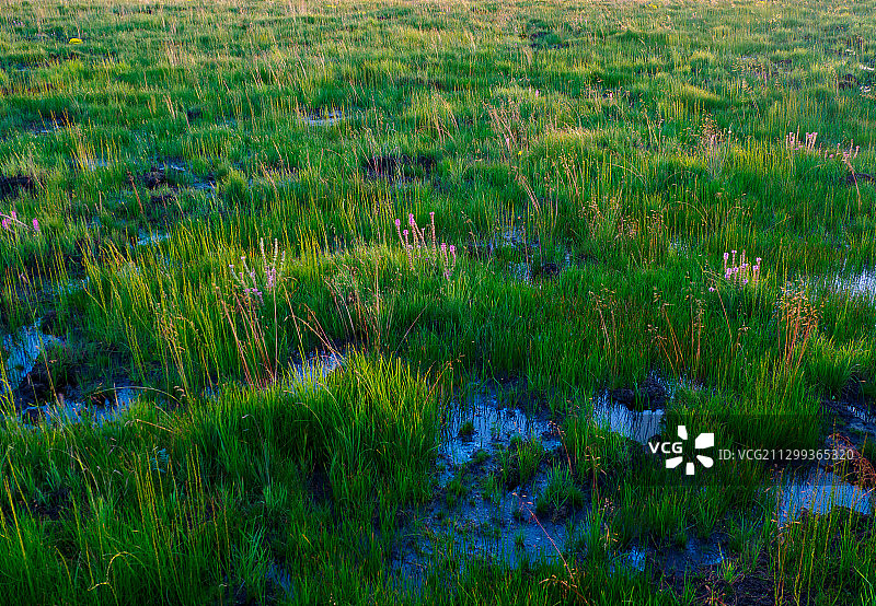 诺尔盖草原、湿地、水鸟、野花和风光图片素材