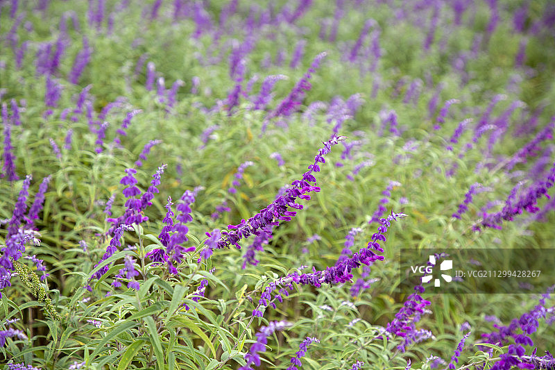 蓝花鼠尾草花卉盛开图片素材