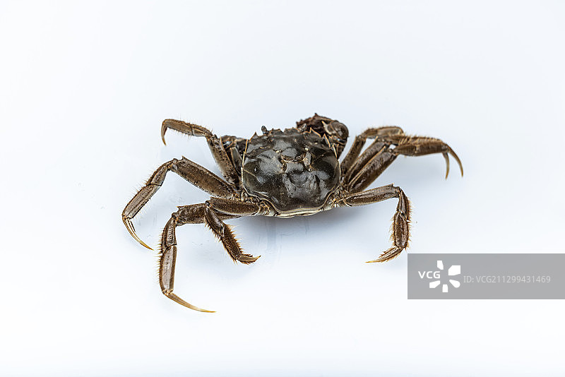 一只爬行的鲜活河蟹图片素材