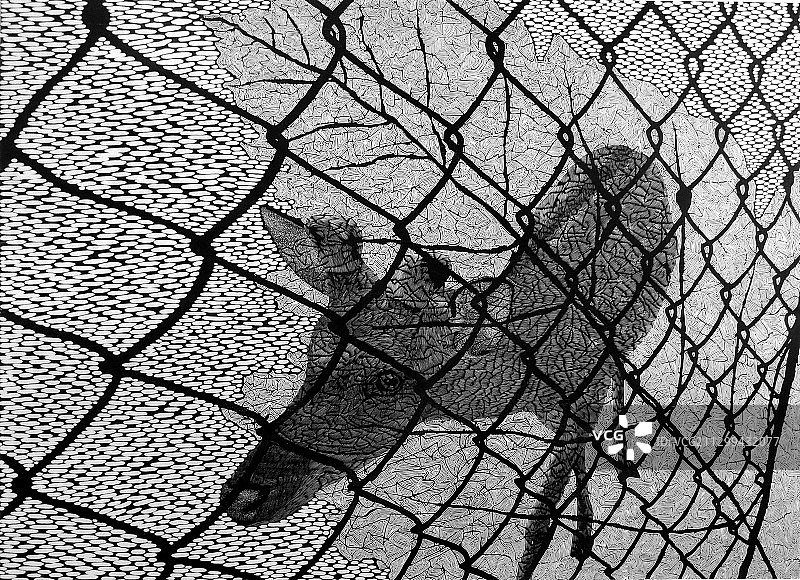 黑白木刻版画《橱窗里的一片叶子之三》图片素材