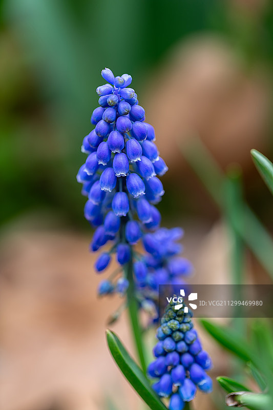 葡萄风信子图片素材