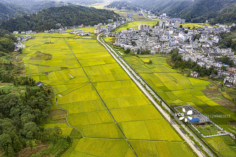 金色田原图片素材
