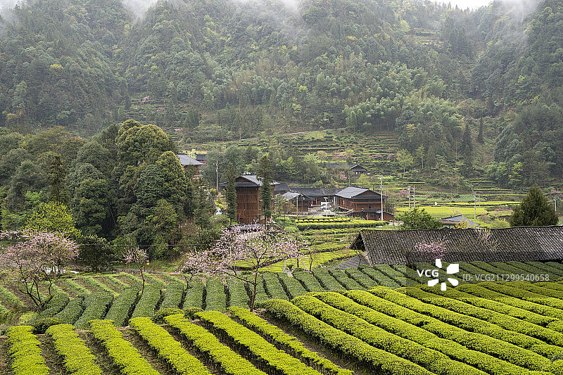 恩施茶园春茶香图片素材