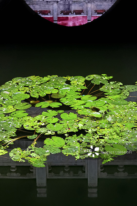 故宫御花园澄瑞亭金鱼池里的荷叶与汉白玉栏板栏杆倒影图片素材