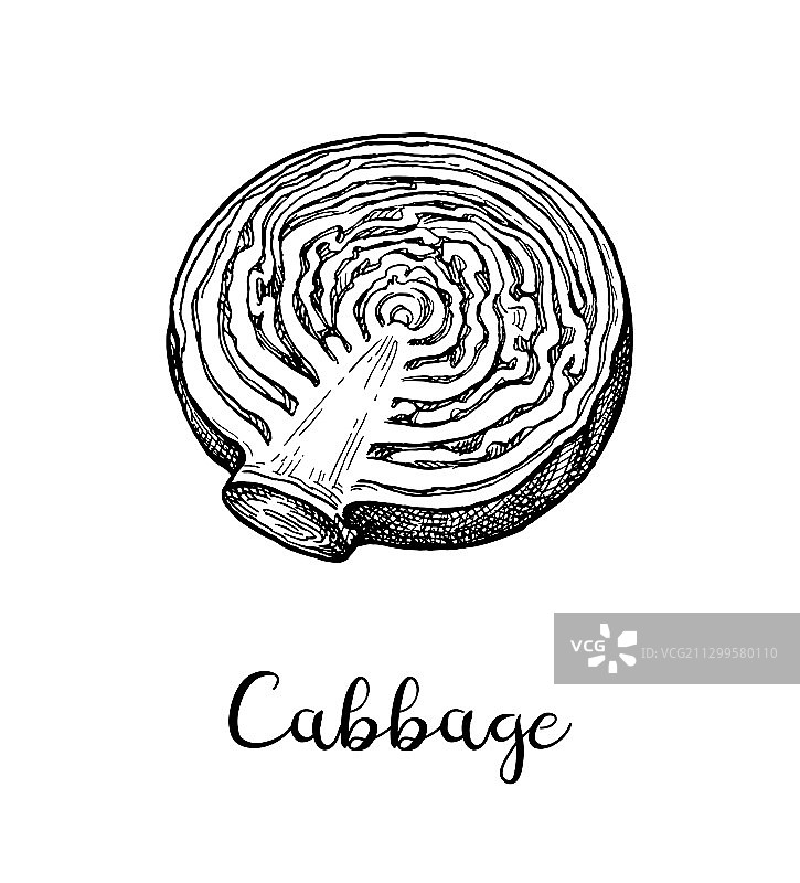 墨水素描卷心菜图片素材