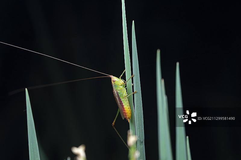 螽斯图片素材