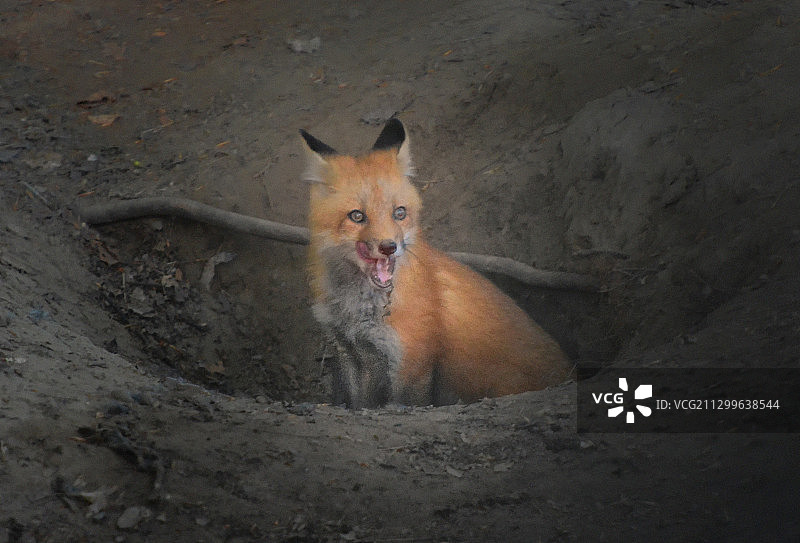 狐仙出洞图片素材