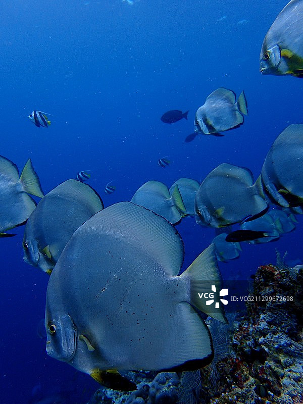 尖翅燕鱼的伤痕图片素材