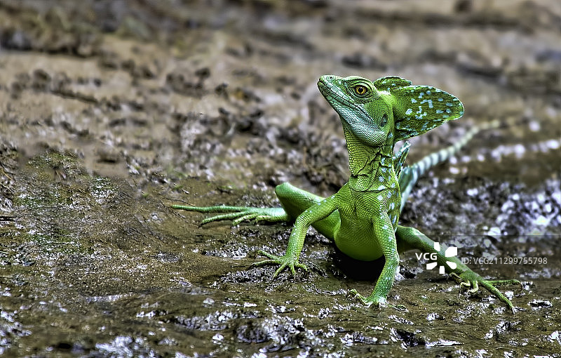 岩石上的羽毛罗勒蜥蜴特写图片素材