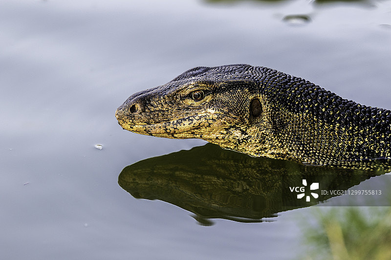巨蜥在湖中游泳的特写镜头图片素材