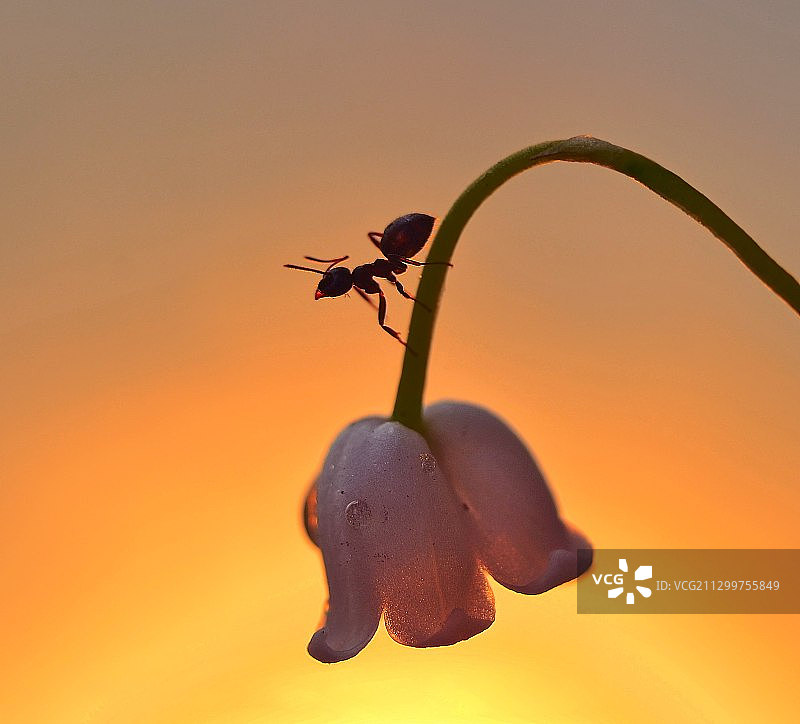 日落时蚂蚁在花上的特写，俄罗斯马格尼托哥尔斯克图片素材