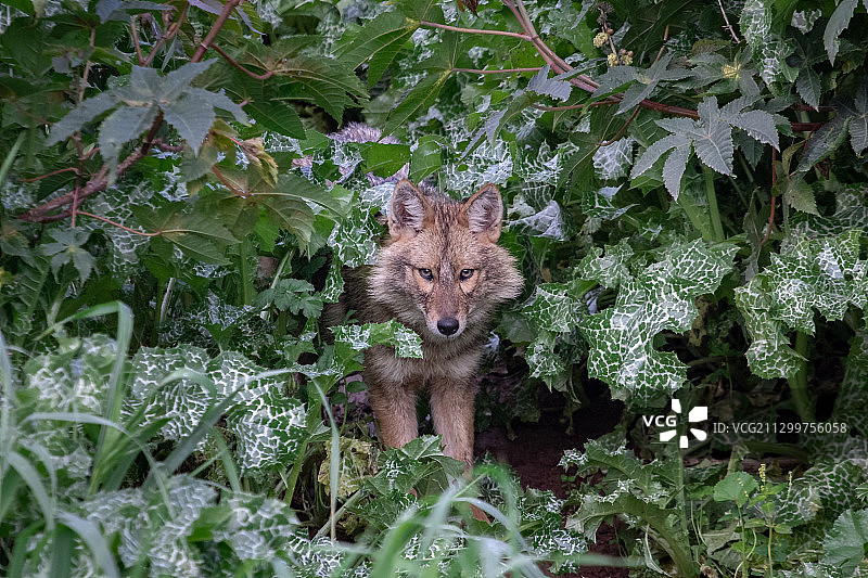 坐在植物上的金色胡狼肖像图片素材