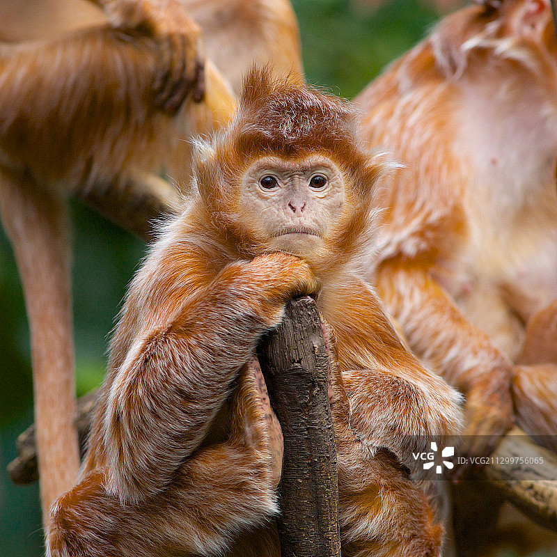 乌木叶猴特写，美国纽约图片素材