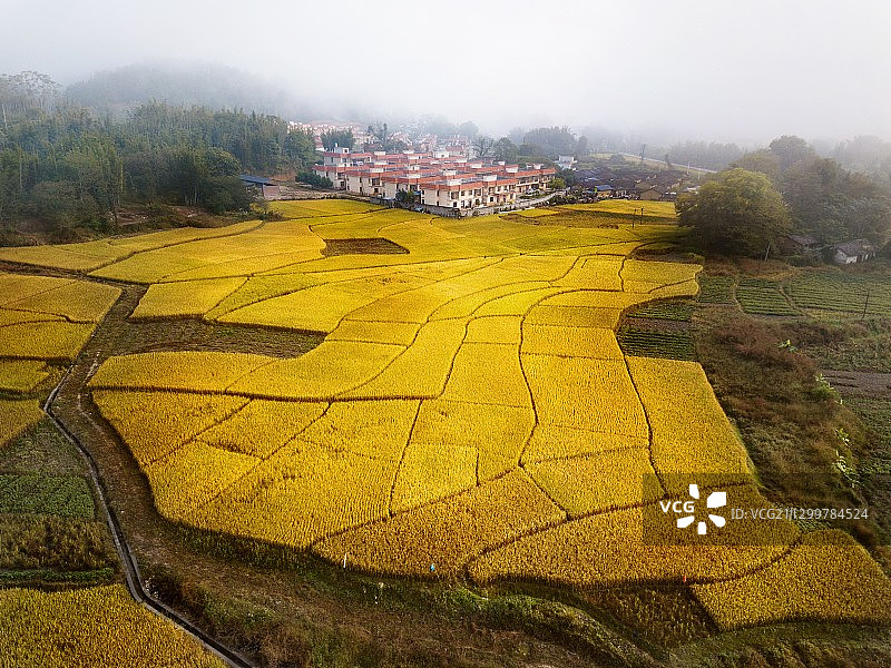 广州从化吕田镇，水稻丰收图片素材