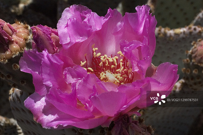 海狸尾仙人掌花图片素材