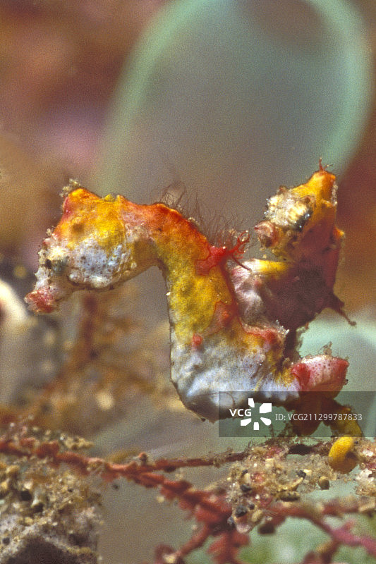 一对彭托氏豆丁海马图片素材